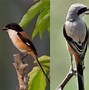 Mimpi Dapat Anak Burung Cendet Togel